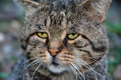 Fatigue des moustaches chez les chats: qu'est-ce que c'est & Prévention