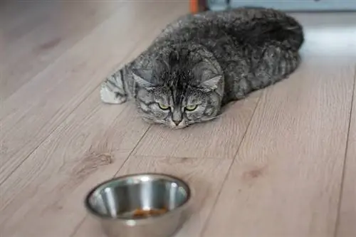 Sa kohë mund të kalojë një mace pa ngrënë ushqim? Fakte & FAQ
