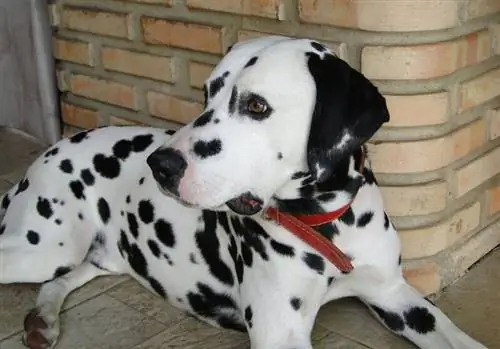 Panduan Breed Anjing Dalmatian: Info, Gambar, Peduli & Selengkapnya