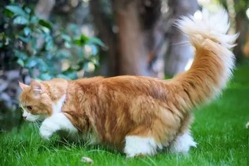 Más de 200 nombres de gatos esponjosos y de pelo largo: lindas opciones para tu gato