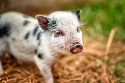 Juliana Mini Pigs: ข้อเท็จจริง, รูปภาพ, แหล่งกำเนิด, & ลักษณะเฉพาะ