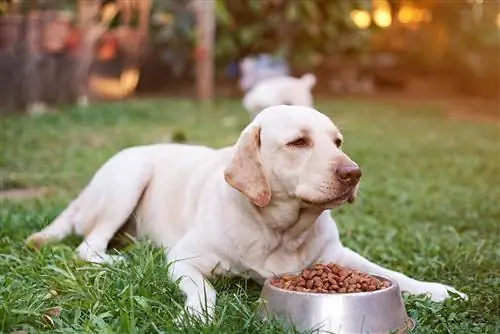 11 cele mai bune alimente pentru câini de rase mari în 2023 – Recenzii & Cele mai bune alegeri