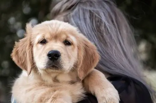 15 races de chiens les plus mignonnes : infos, photos, caractéristiques, & Plus