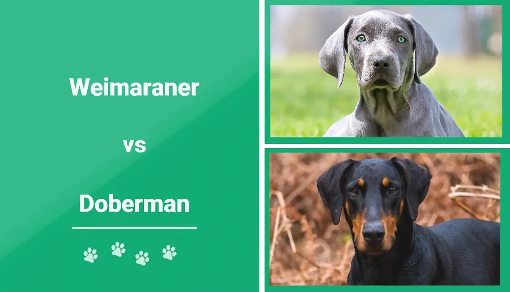 Weimaraner εναντίον Doberman – Ποια είναι η διαφορά (με εικόνες)