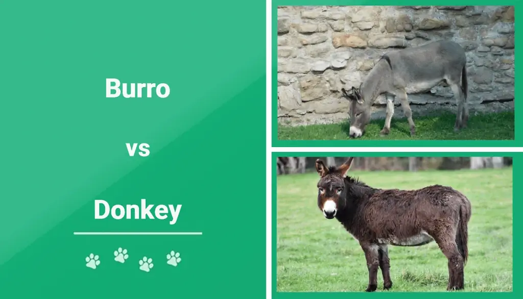 Burro vs Burro: as diferenças explicadas (com fotos)