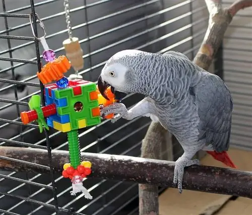 ዛሬ መስራት የምትችላቸው 15 DIY Bird Toy Plans (ከፎቶዎች ጋር)