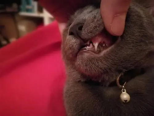 Este normal ca pisicile să-și piardă dinții? Fapte aprobate de veterinar & Întrebări frecvente