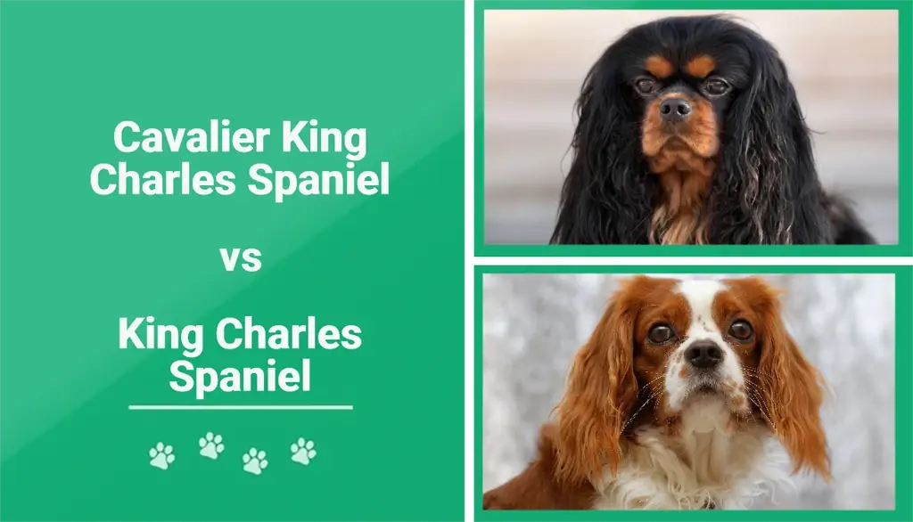 Cavalier King Charles Spaniel vs King Charles Spaniel: Dallimet (Me foto)