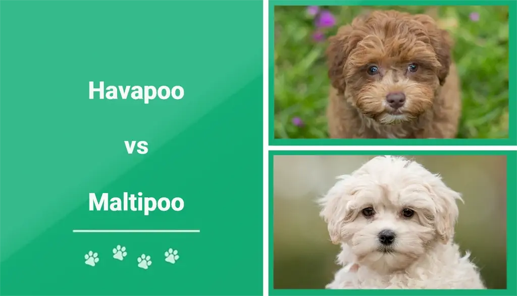 Havapoo vs M altipoo: Vad är skillnaden? (Med bilder)