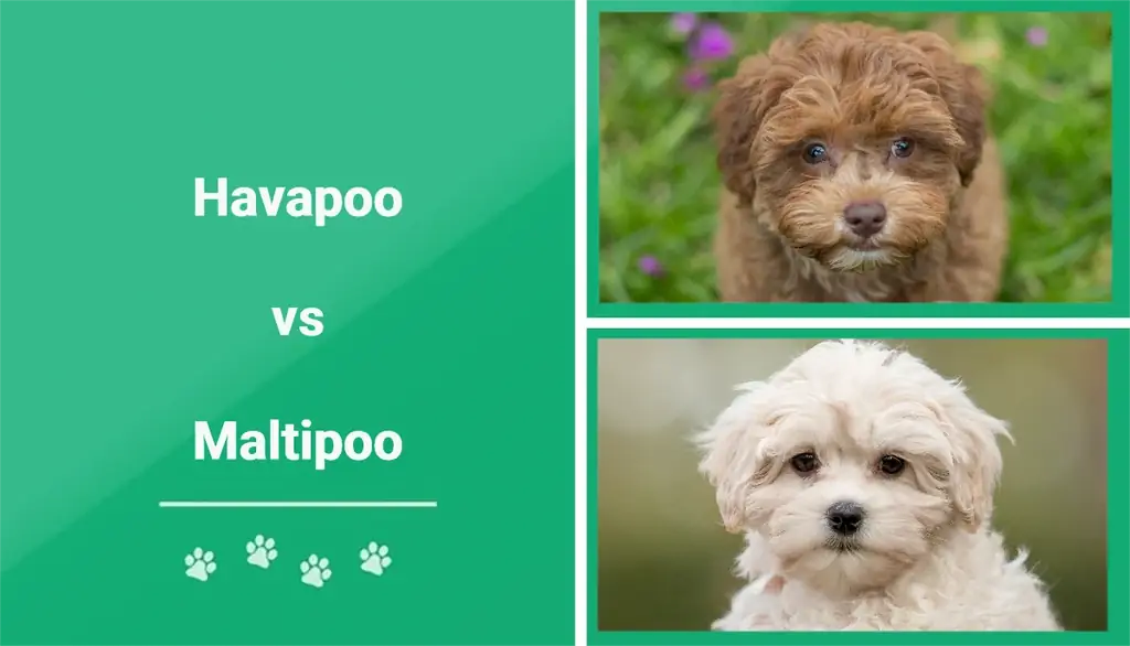 Havapoo vs M altipoo: Fark Nedir? (Resimleri olan)