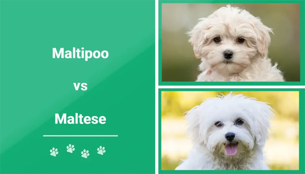 M altipoo vs tiếng M alta: Đâu là sự khác biệt? (Có Hình Ảnh)