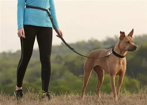 8 millors corretges per a gossos sense mans del 2023: ressenyes & millors opcions