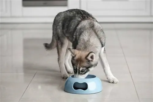 Els 11 millors aliments humits per a gossos per a huskies el 2023: ressenyes & millors opcions