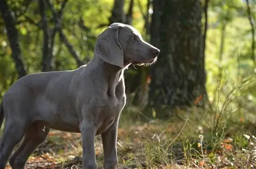 Weimaraner Dog Breed Guide: รูปภาพ ข้อมูล ลักษณะการดูแล & เพิ่มเติม