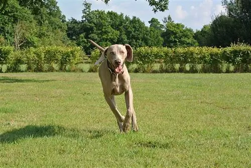 ছবি