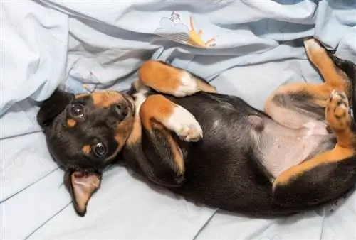 Ernia ombelicale nei cani: segni, cause & Cura (risposta del veterinario)
