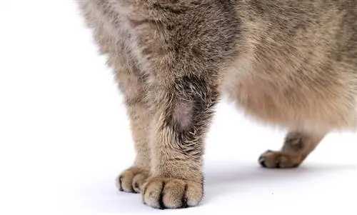 Μυκητιασικές λοιμώξεις σε γάτες: Αιτίες, σημεία, & Θεραπεία (Απάντηση κτηνιάτρου)