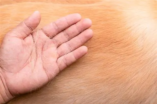 შეუძლია თუ არა ძაღლის თმას ადამიანის კანზე გახვრეტა? ფაქტები & ხშირად დასმული კითხვები
