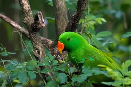 Eclectus Parrot: Personality, Food & מדריך טיפול (עם תמונות)