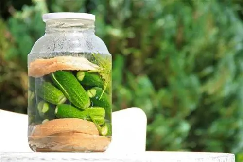 Kan skildpadder spise pickles? Dyrlægegodkendt rådgivning