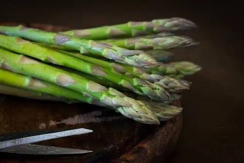 Können Schildkröten Spargel essen? Vet Approved Facts & Sicherheitsleitfaden