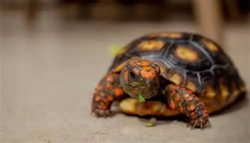 Bolehkah Kura-kura Makan Brokoli? Perkara yang Anda Perlu Tahu