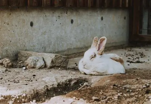 Kuidas panna oma küülik öösel magama (4 näpunäidet & nippi)