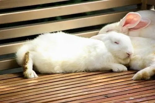 Bir Tavşanın Uyuduğu Nasıl Anlaşılır: 5 İşaret & Veterinerimiz Tarafından Açıklanan Pozisyonlar