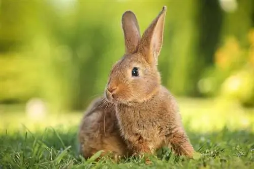 خرگوش ها از چه بویی متنفرند: 15 رایحه (همراه با عکس)