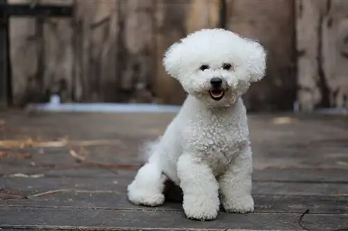 Els Bichon Frises perden molt? Factors, causes & Preguntes freqüents