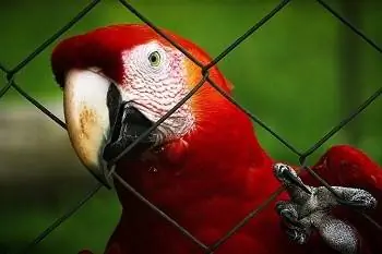 8 nejlepších klecí pro papoušky pro rok 2023: Recenze & nejlepších