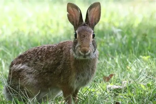 New England Cottontail: Fakta, Asal usul & Sejarah (Dengan Gambar)