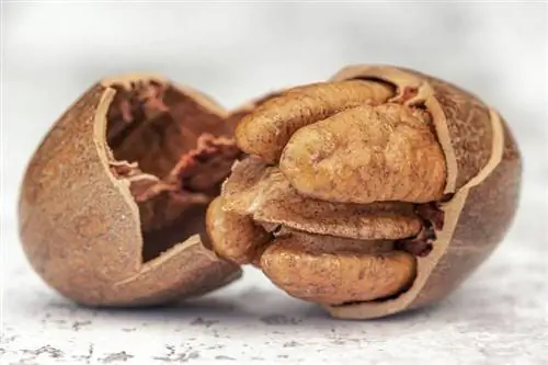 I cani possono mangiare le noci pecan? Fatti esaminati dal veterinario & Guida alla sicurezza