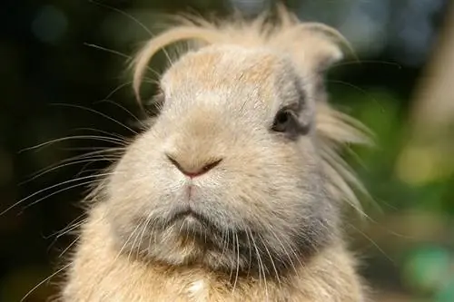 खरगोशों की नाक क्यों हिलती और हिलती है? 4 संभावित कारण