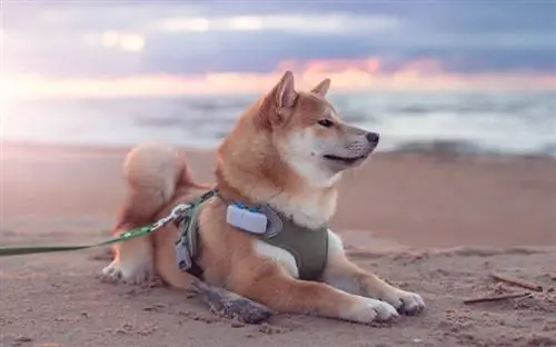 6 κοινά προβλήματα υγείας σε σκύλους Shiba Inu που πρέπει να γνωρίζετε