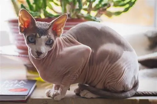 25 fascinujúcich faktov o mačkách Sphynx, ktoré potrebujete vedieť