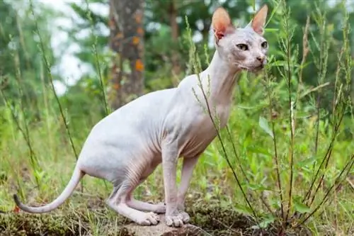 Sphynx Cat Breed Info: Mga Larawan, Ugali & Mga Katangian