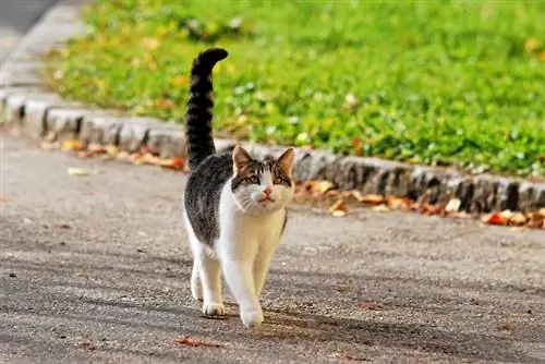 لماذا تتبع القطط الغرباء؟ 7 أسباب مراجعة الطبيب البيطري & ماذا تفعل