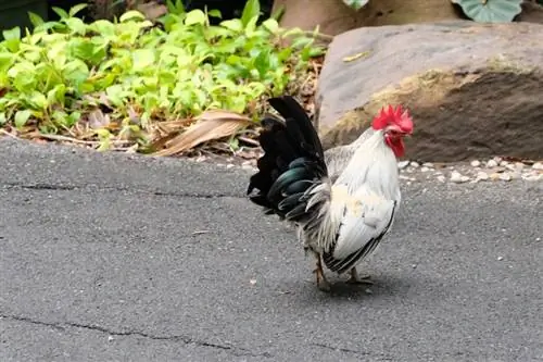 Japanese Bantam Chicken: Impormasyon ng Lahi, Mga Larawan, Katotohanan, Mga Gamit & Mga Katangian