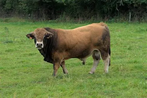 Aubrac Cattle. Փաստեր, նկարներ, կիրառումներ, ծագում & Բնութագրեր