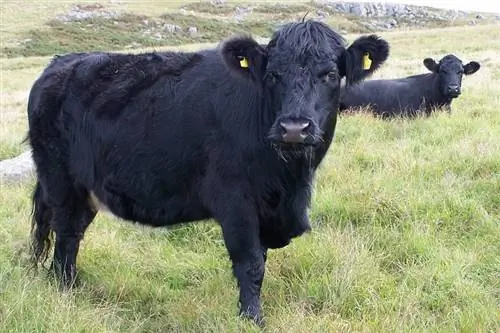 Rasa walijskiego czarnego bydła: fakty, zdjęcia, zastosowania, pochodzenie & Charakterystyka