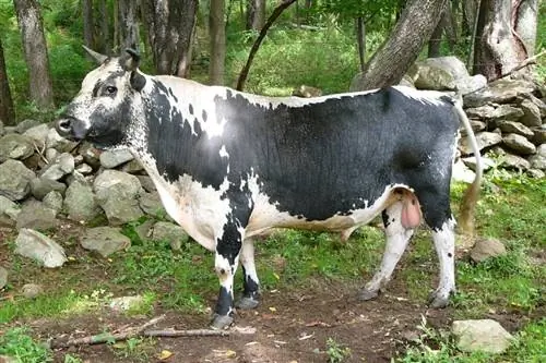 Lineback Cattle Breed: Facts, Pictures, Uses, Origins & Yam ntxwv