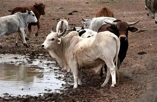 Крупный рогатый скот нгуни: фотографии, факты, использование, происхождение & Характеристики