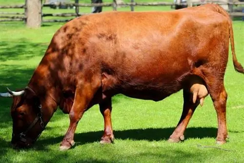 Memerah Susu Baka Lembu Devon: Fakta, Gambar, Kegunaan, Asal usul & Sifat
