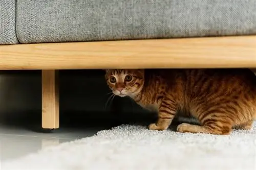 Mijn kat verstopt zich na een verhuizing naar een nieuw huis: door een dierenarts beoordeeld advies