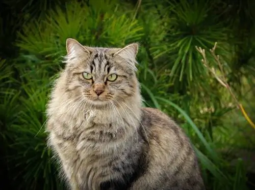 Sibiriske kattes helbredsproblemer: 6 dyrlæge vurderede bekymringer & plejetips