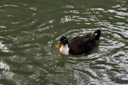 Duclair Duck: Feite, Prente, Gebruike, Oorsprong & Kenmerke