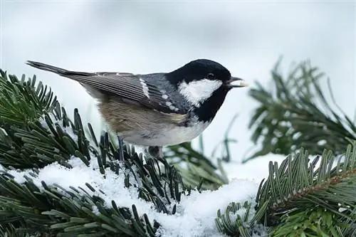 وقتی برف می بارد پرندگان کجا می روند؟ حقایق تأیید شده توسط دامپزشک & سؤالات متداول