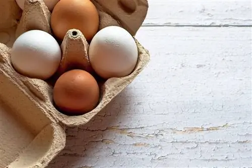 A mund të hanë qentë vezë? Fakte dhe pyetje të shpeshta të rishikuara nga veterineri