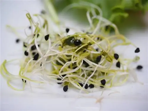 Voivatko koirat syödä alfalfaa? Eläinlääkärin arvioimat tiedot
